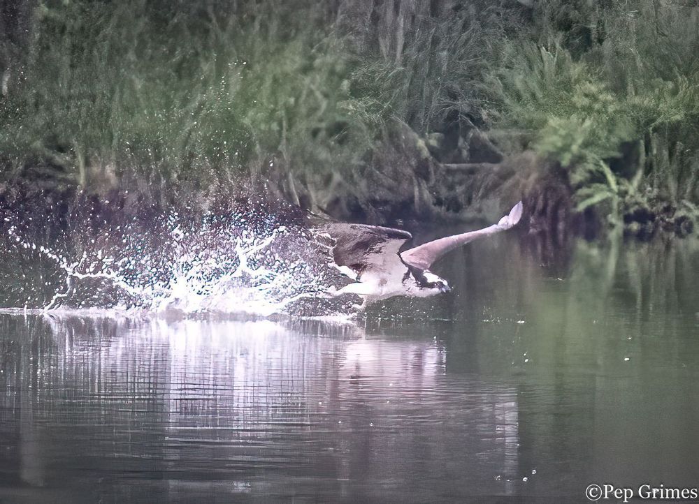 A bird is flying over a body of water.