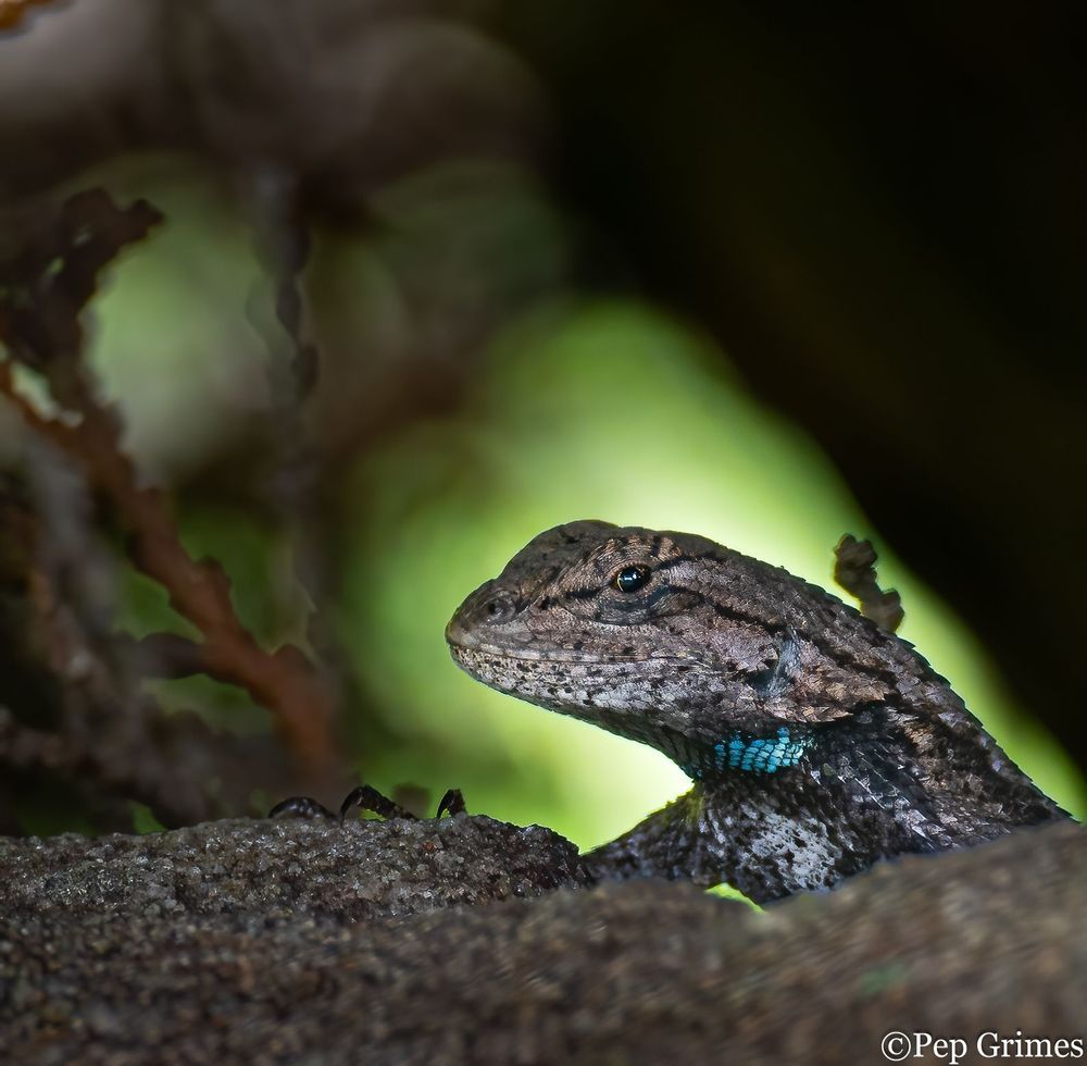 A lizard is sitting on a rock and the photo was taken by pep grimes