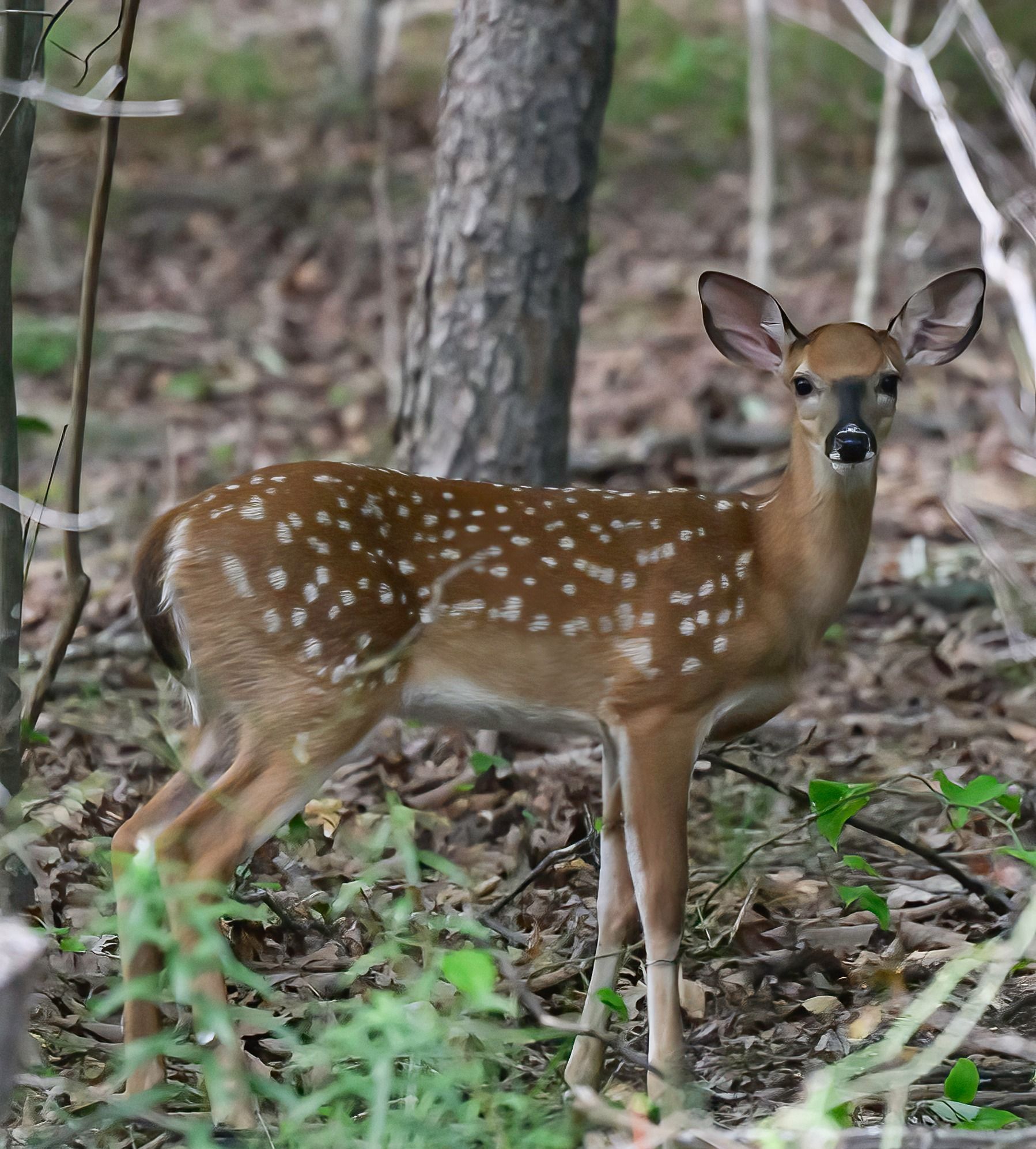 A young deer standing in the woods looking at the camera