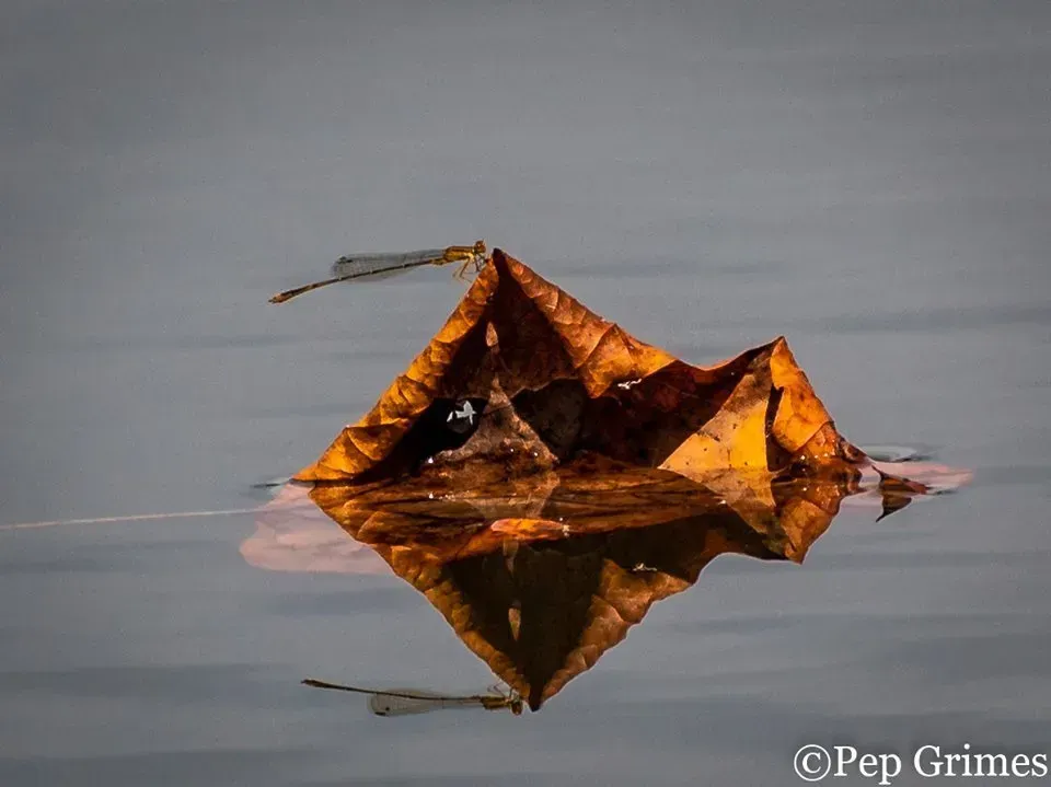 A leaf is floating on top of a body of water.