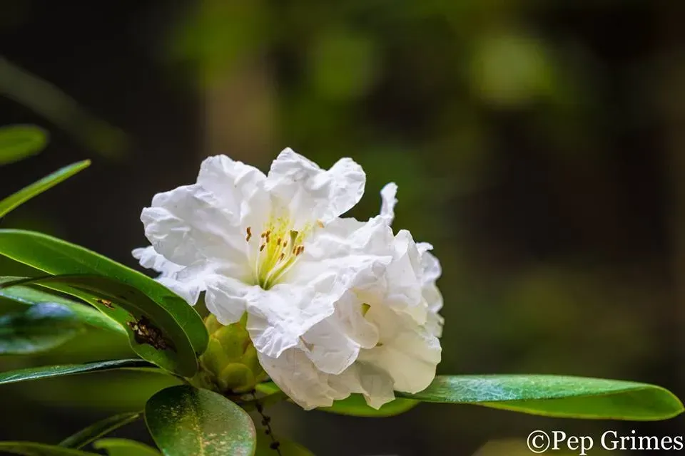 A close up of a white flower with a yellow center on a plant.