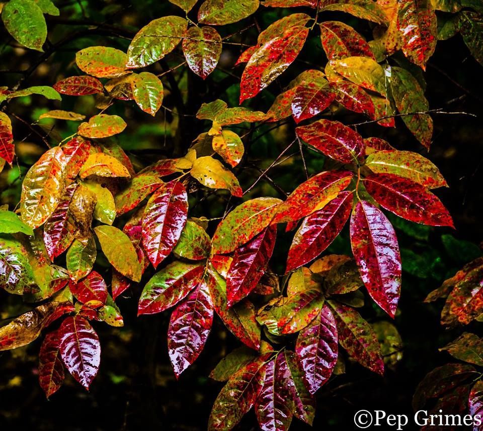 A close up of a tree branch with red and green leaves