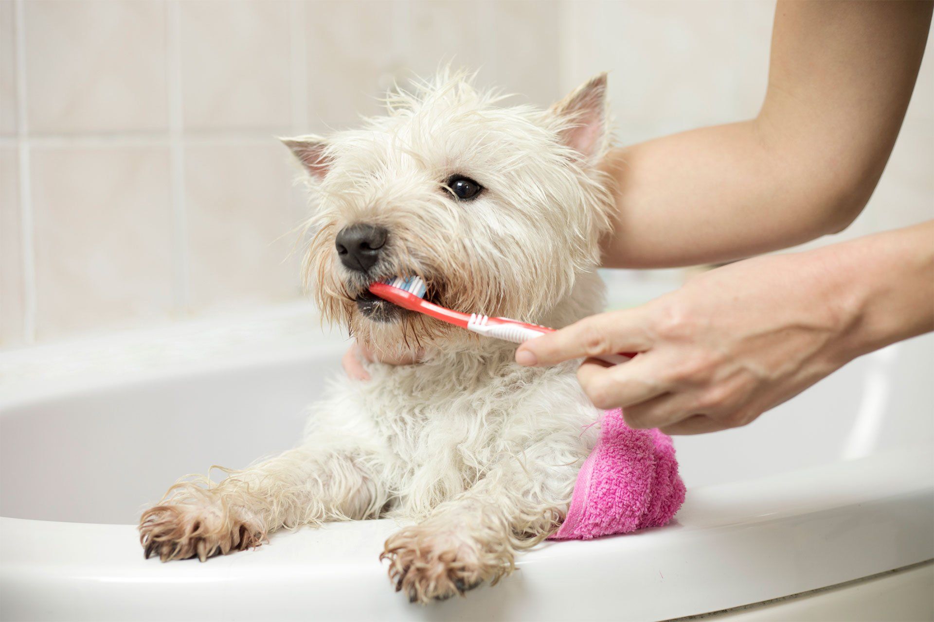 Brushing Dog's Teeth — Edina, MN — Interlachen Dental Associates