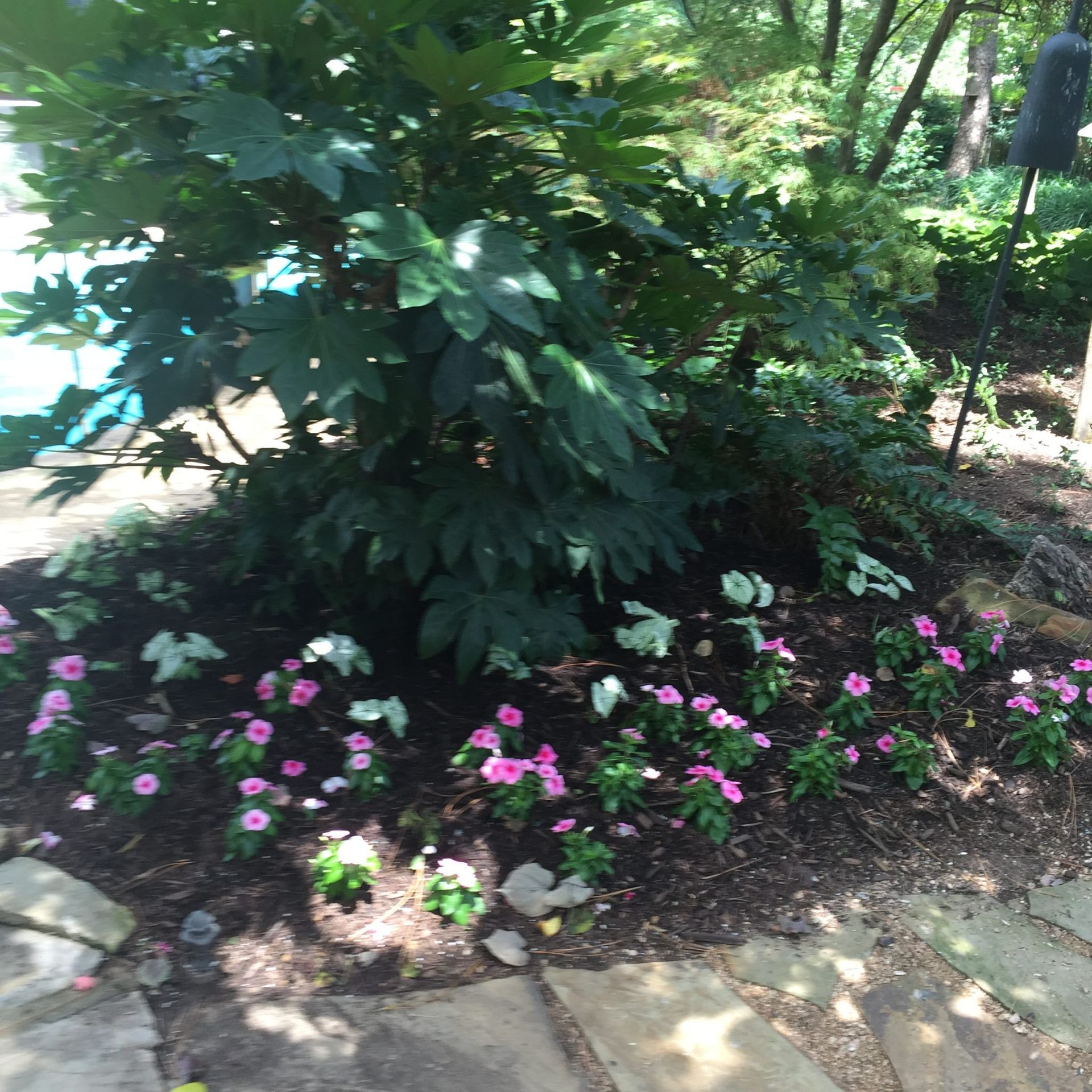Pink flowers in a garden bed beneath a tree, beside a stone path.