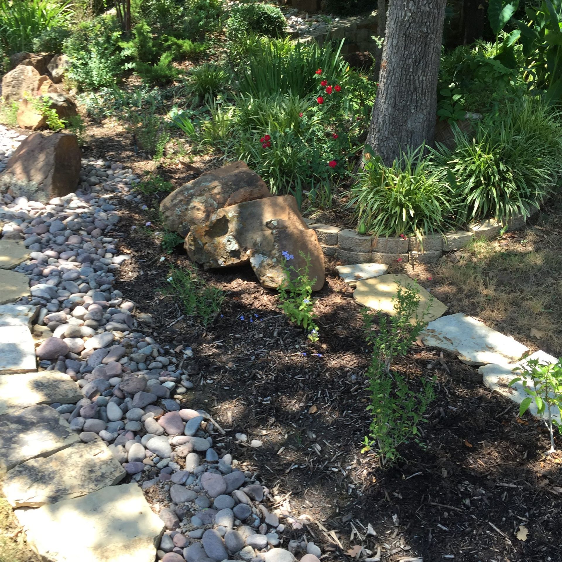 A landscaped garden with a dry creek bed, rocks, and plants around a tree in sunlight.