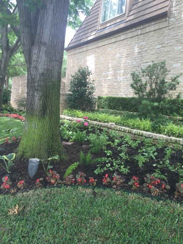 A tree with a mossy trunk is next to a garden bed with red flowers, near a stone house.