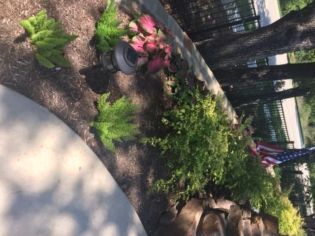 A garden bed with ferns, pink flowers, and green bushes, by a stone wall. American flag in the background.