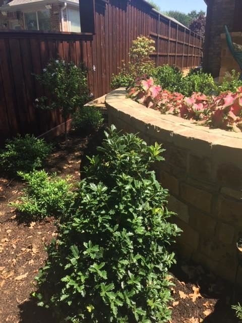 Green shrubs in a garden bed next to a brown wooden fence and a stone retaining wall with red-leafed plants.