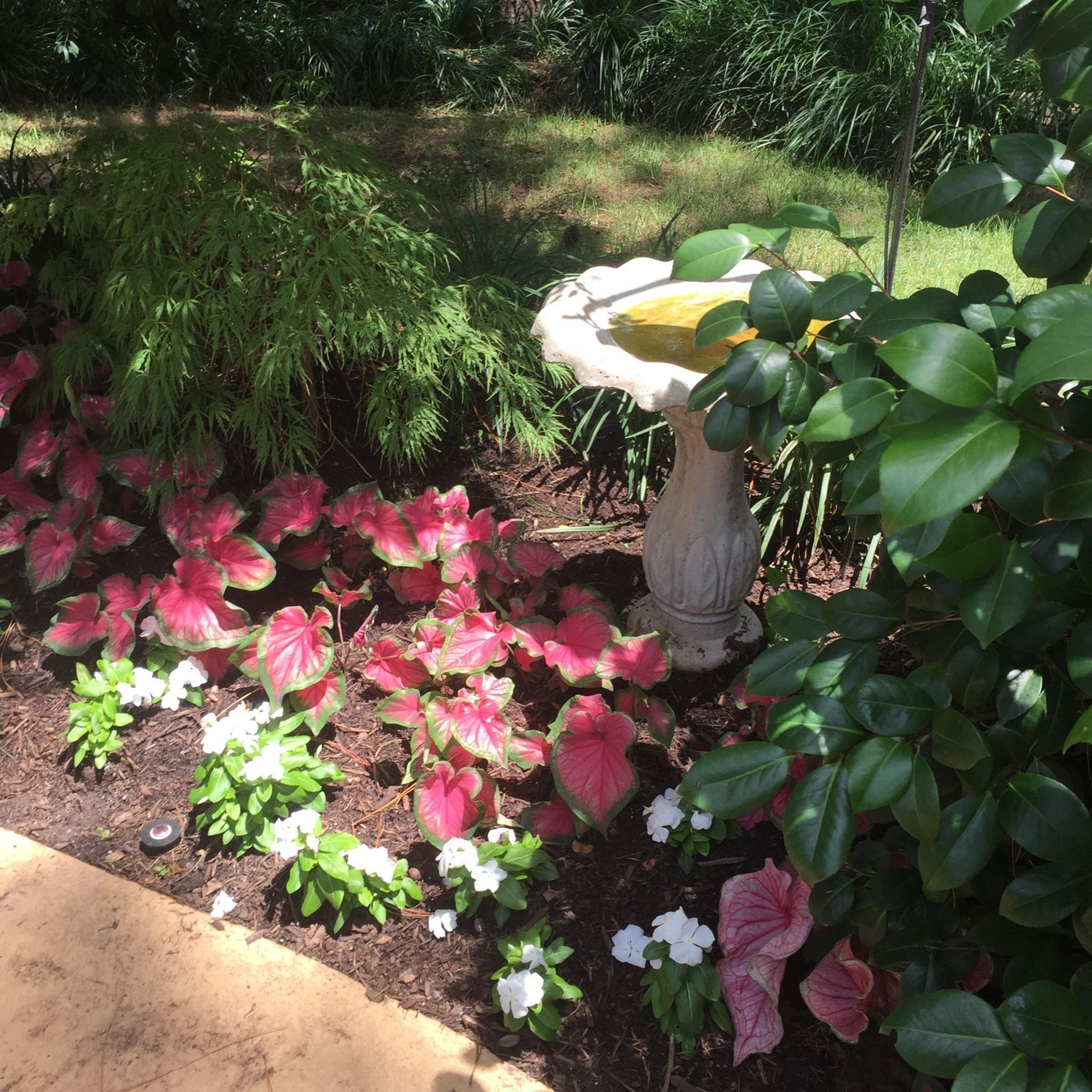 A flower bed with red and white plants, a bird bath, and lush green foliage.