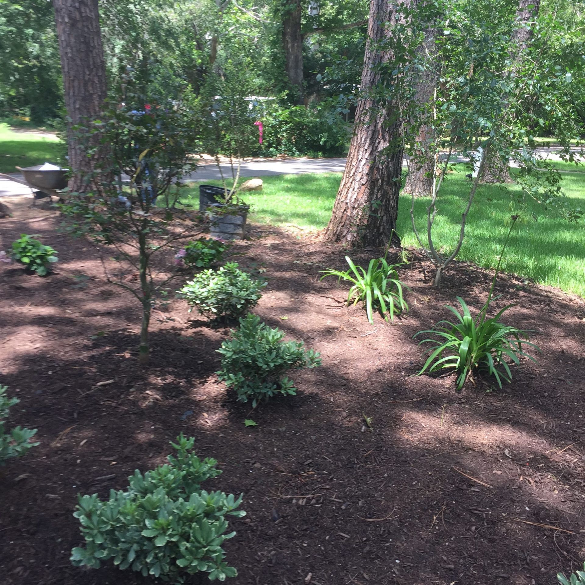 Garden bed with mulch, various green plants, and two large trees in a sunny, outdoor setting.