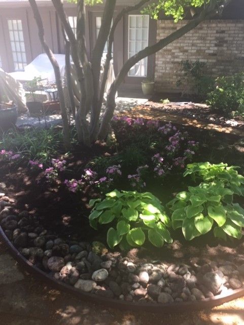 A garden bed with green hostas and pink flowers surrounding a tree.