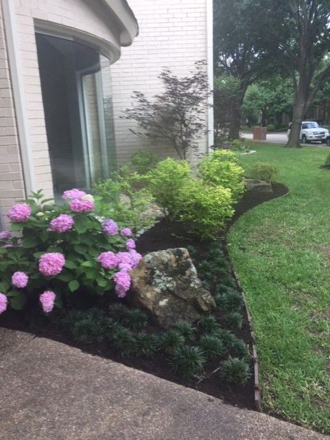 Pink hydrangeas and lush green plants bordering a lawn, with a large rock and dark mulch.