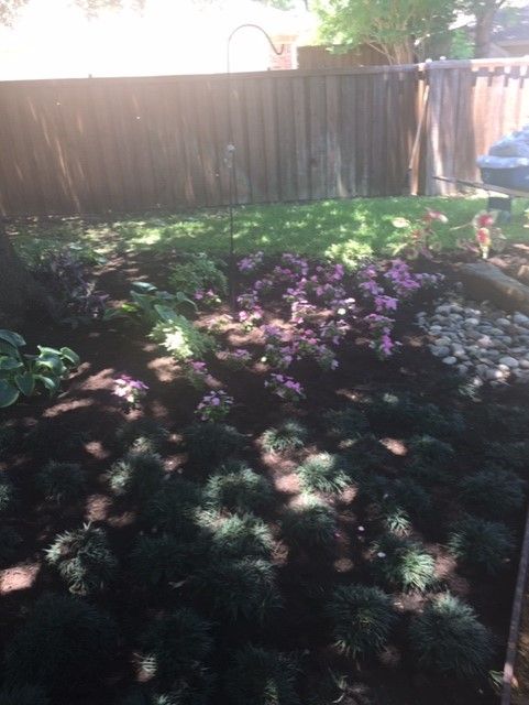 A sunny backyard garden with purple flowers, lush green plants, and a wooden fence.