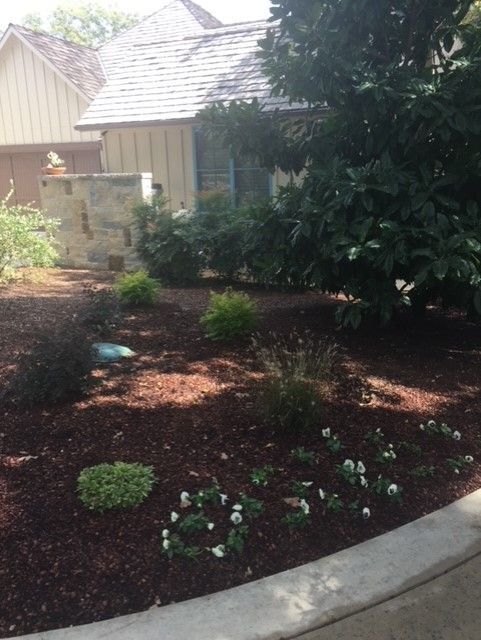 Front yard garden with dark mulch, green shrubs, and a house in the background.