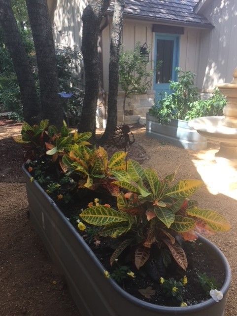 Metal trough planter filled with colorful croton plants in a garden with a blue door.