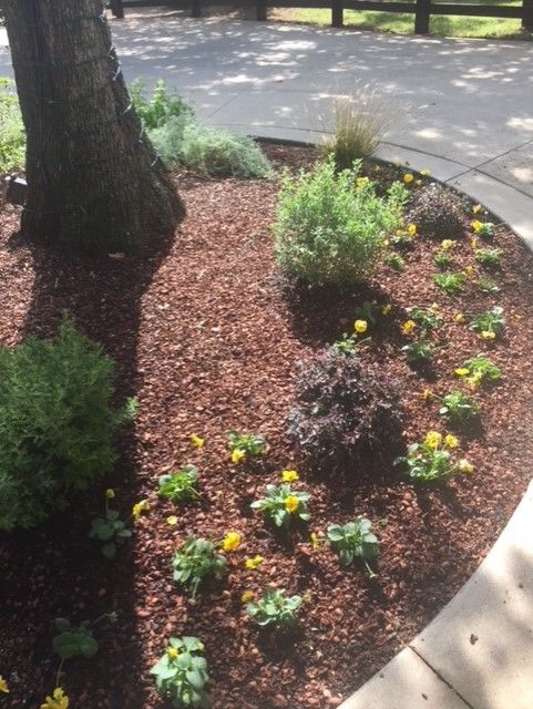 Mulched garden bed with a tree trunk, green shrubs, yellow flowers, and a paved walkway.
