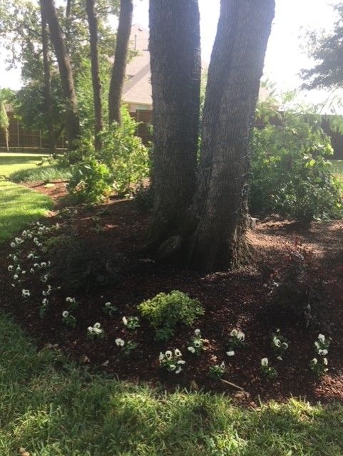 A tree trunk surrounded by a flower bed with white flowers and mulch, set in a grassy yard.