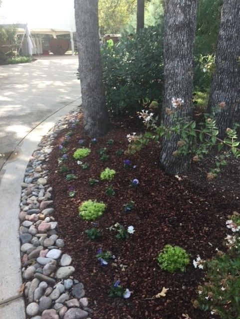 Landscaped flower bed with trees, mulch, and river rocks bordering a sidewalk.
