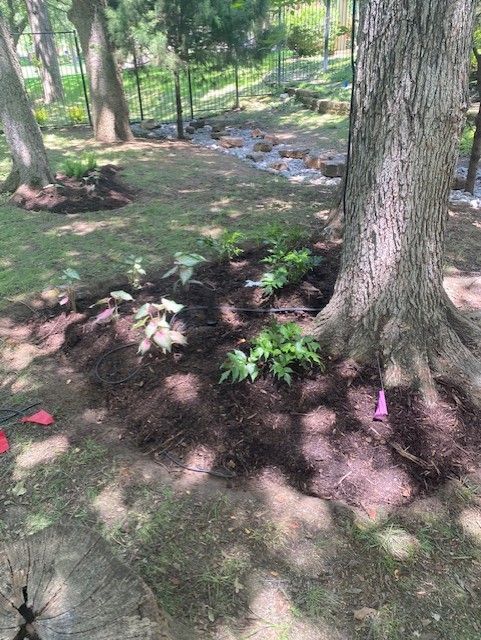 Garden bed with plants, brown mulch, and large trees in a shaded outdoor area.