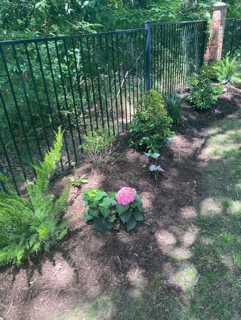 Pink hydrangea in garden bed with black fence and green plants.