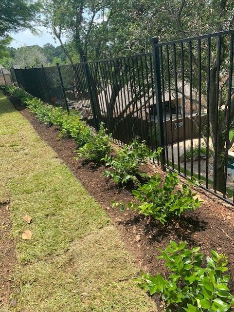 Row of green shrubs in fresh mulch along a black metal fence next to a grassy yard.