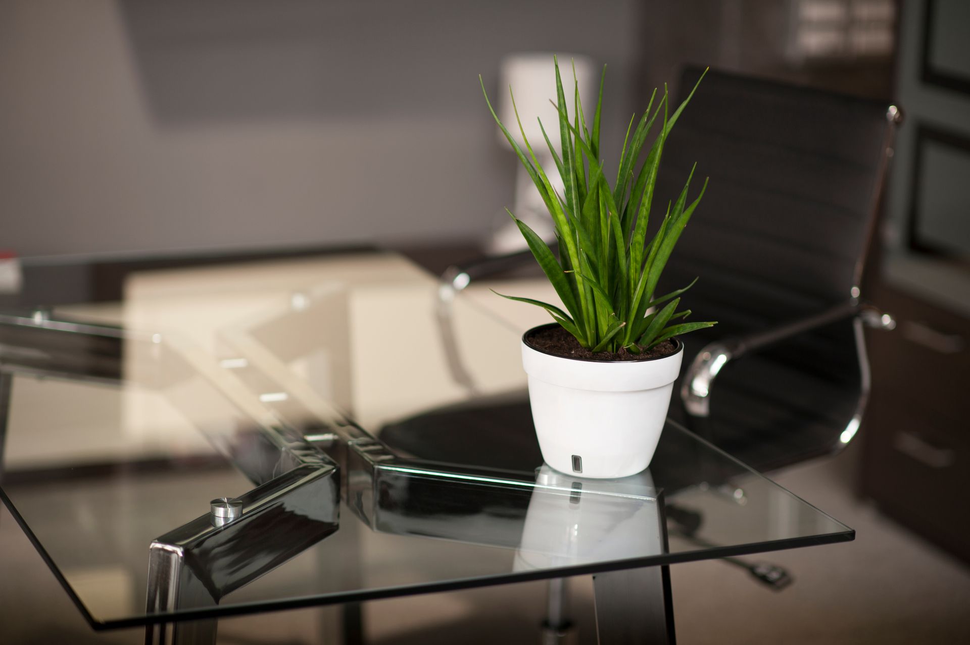 Glass office desk with a white potted plant, black phone, and open laptop chair in the background