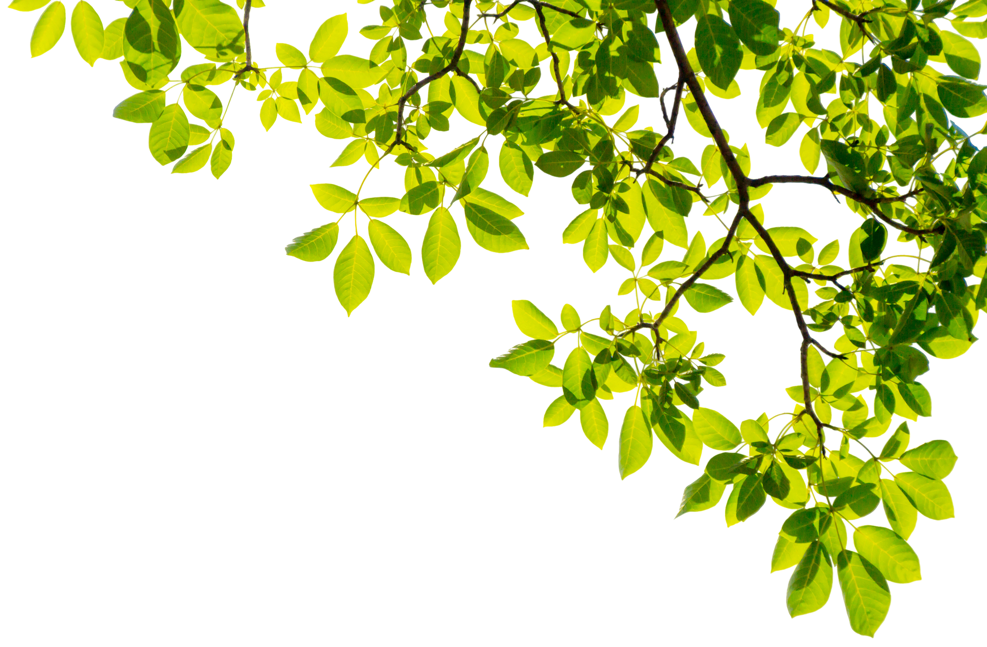 Green leaves on tree branches against a bright white background.