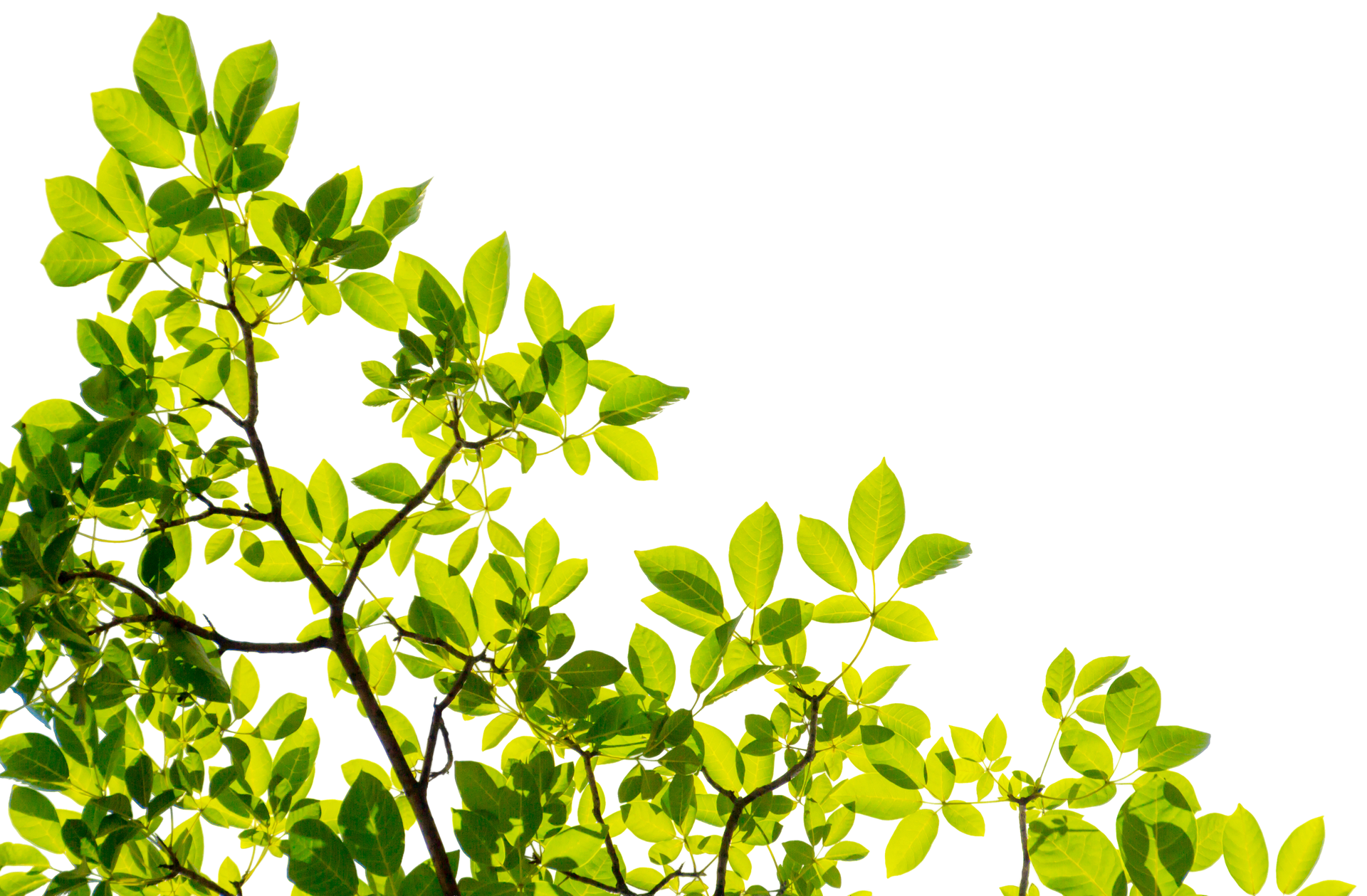 Green leaves on tree branches against a bright white background.