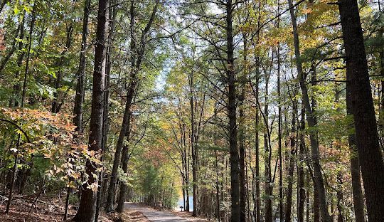 A river flowing through a forest with a waterfall in the background