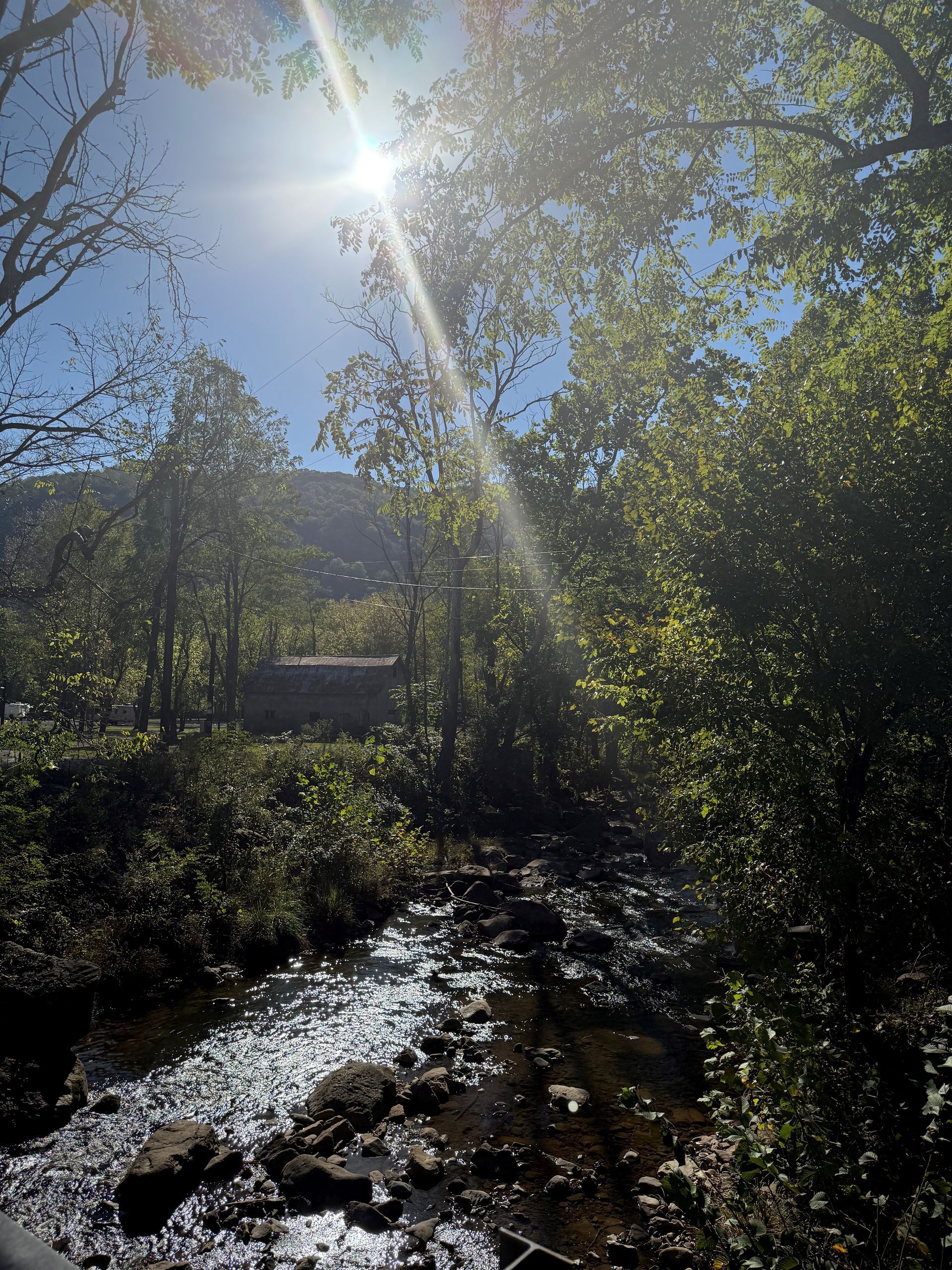 A stream running through a forest with the sun shining through the trees