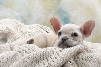 Boarding kennels - Chippenham - Brinkworth Luxury Kennels & Cattery - Pets Pets
