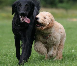 Dog boarding - Chippenham - Brinkworth Luxury Kennels & Cattery - Boarding Kennels Boarding Kennels