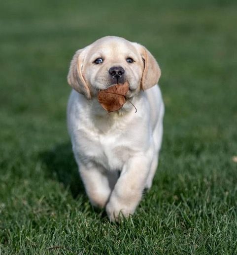 Winnebago Labrador Retriever Club