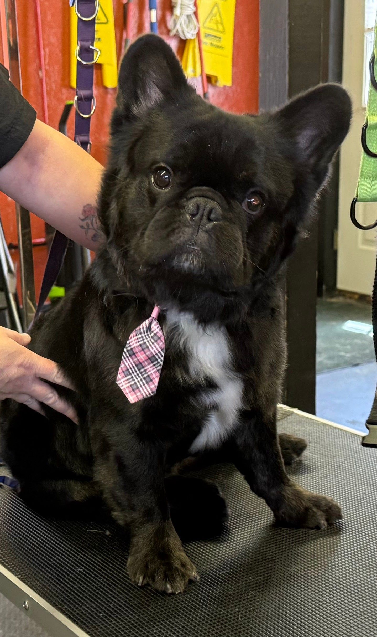  A Fluffy French Bulldog, Himmy. Black with a little white tuft on the chest