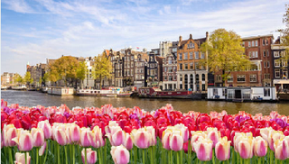 Amsterdam canal houses with red and white with pink tulips on the front edge