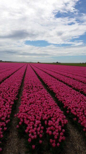A tulip field full with blooming pink tulips near the city of Alkmaar