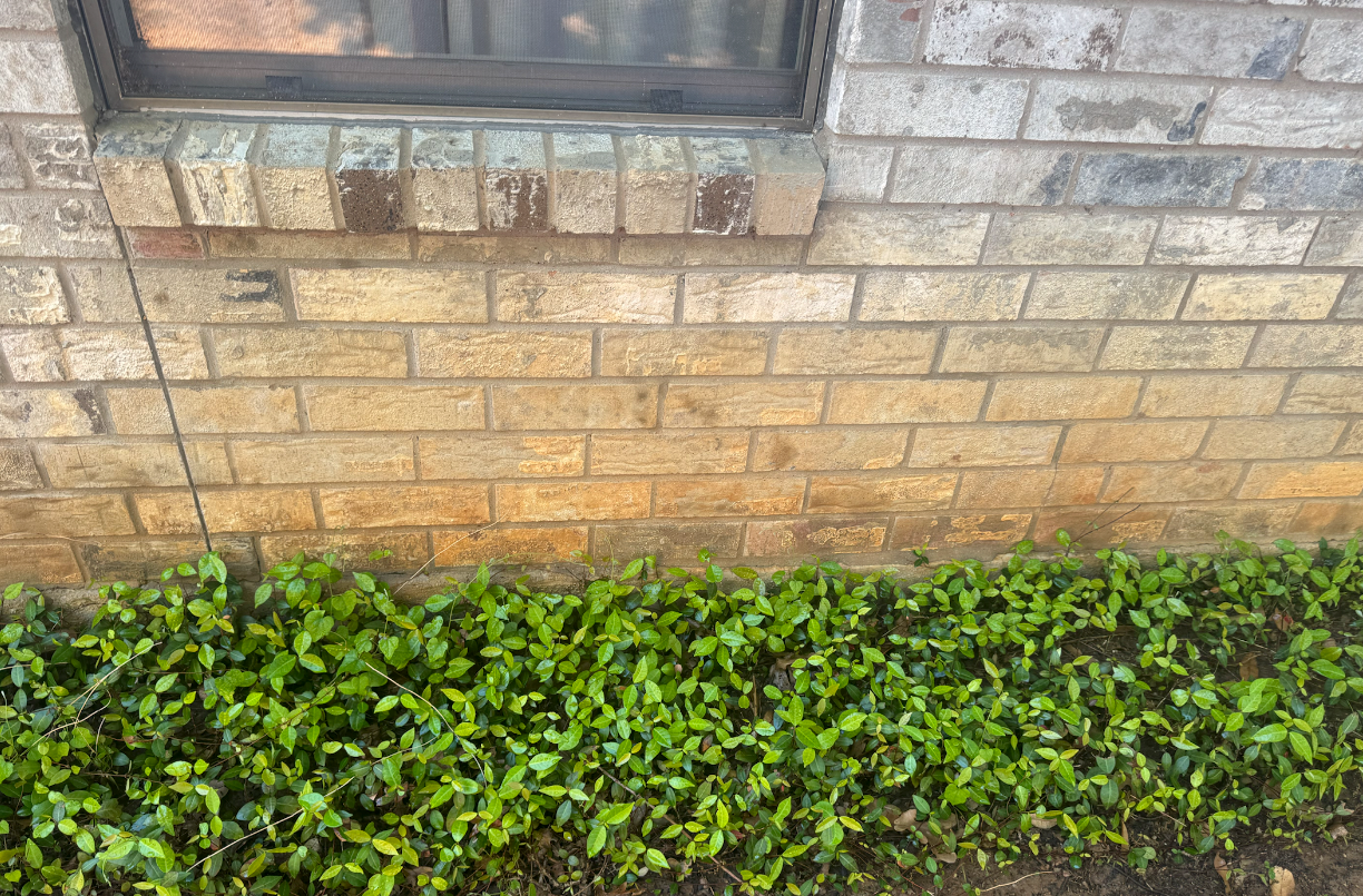 A brick wall with a window and a bush in front of it.