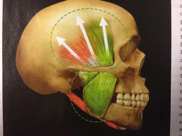 Jaw Muscle — Yorktown, VA — Scott J. Golrich, DMD