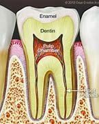 Tooth Illustration — Yorktown, VA — Scott J. Golrich, DMD