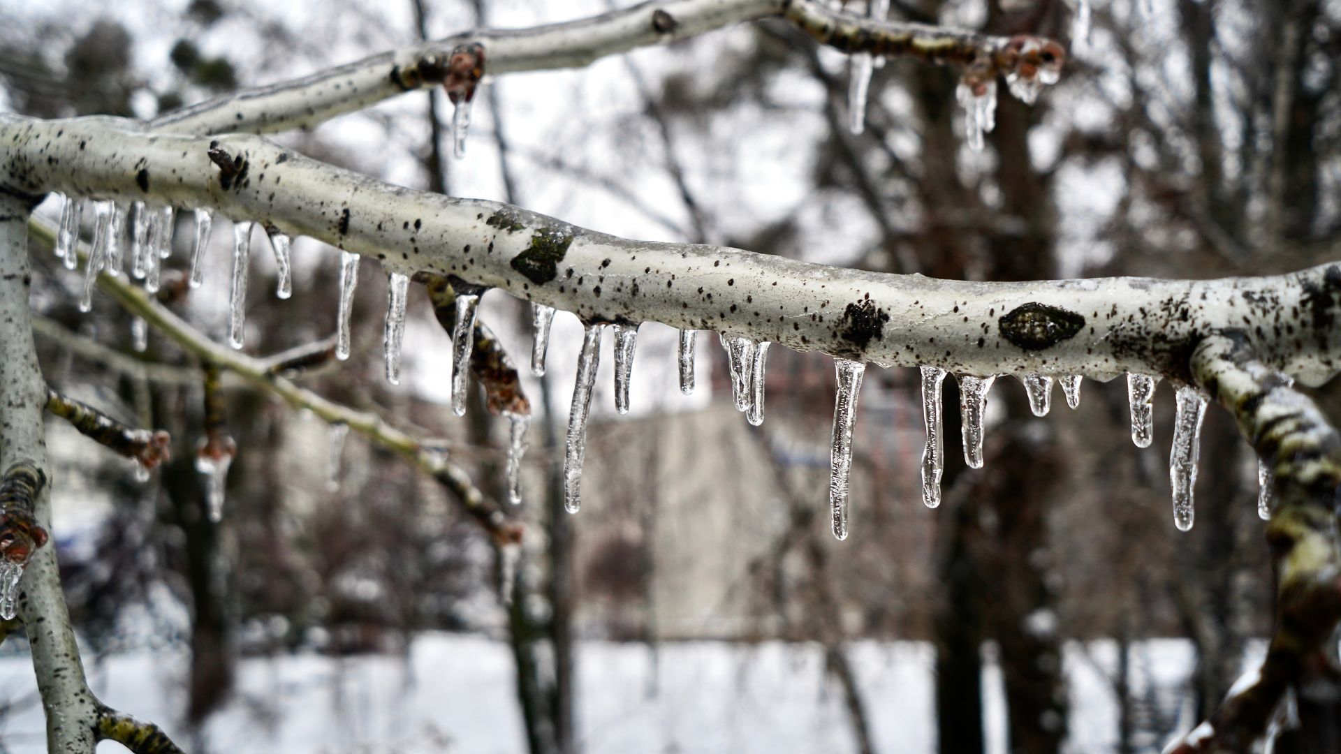 Icicles hanging from a tree branch; winter scene.