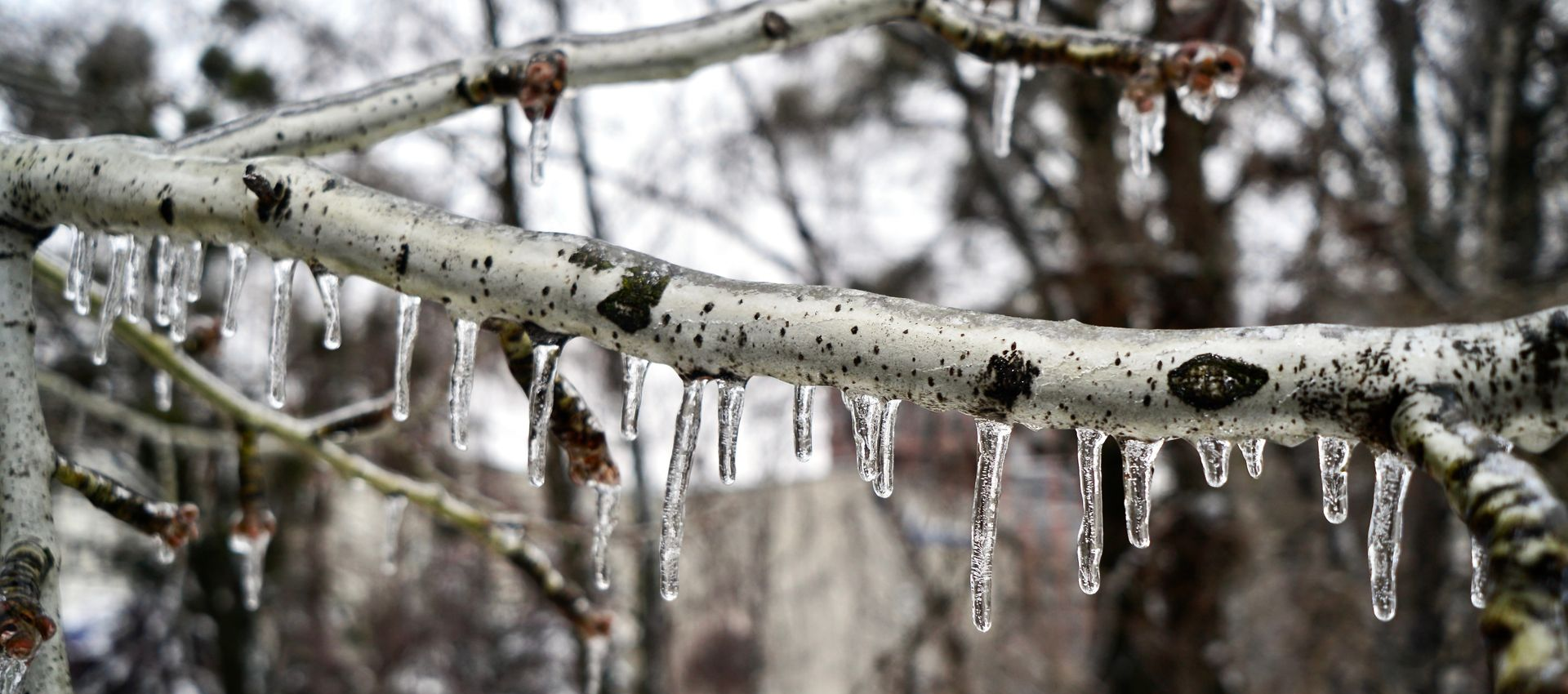 Icy tree branch with icicles hanging down. Winter scene with blurred background.