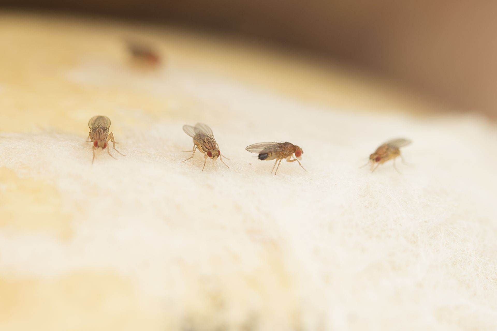 A group of flies are sitting on a piece of bread.