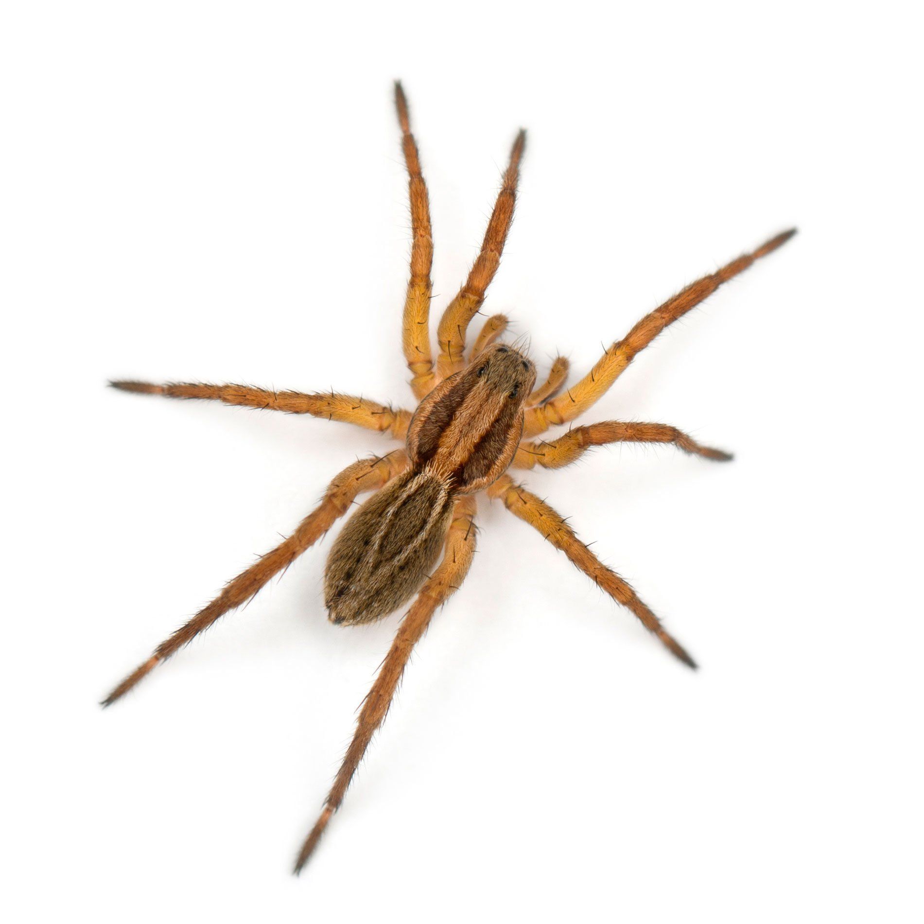 Spider Isolated in White Background — Point Harbor, NC — Aero Pest Control