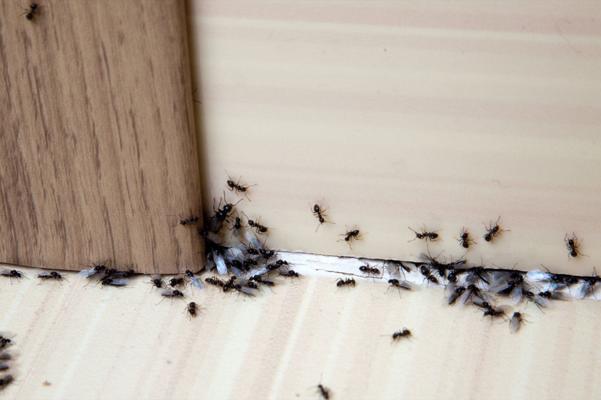 Pest Control — Ants Inside the House in Point Harbor, NC