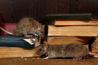 Extermination — Mice And Rats Damaging Books in Point Harbor, NC