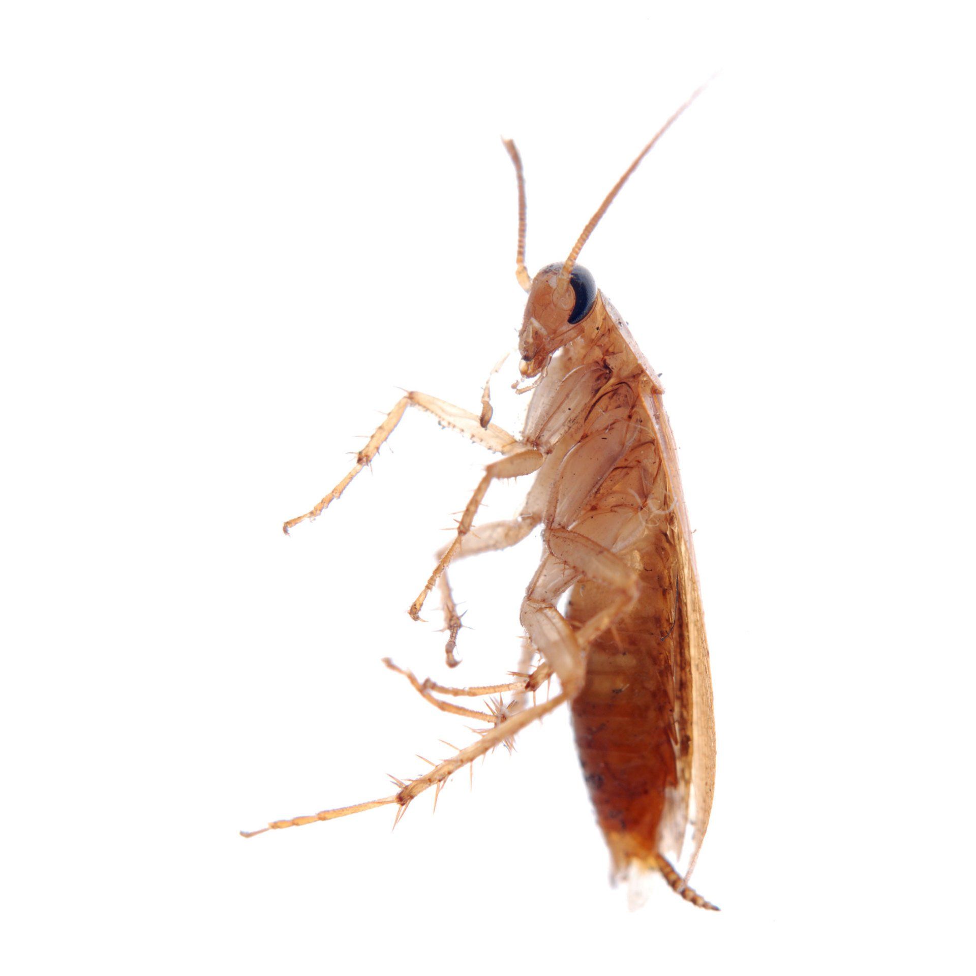 Cockroaches — German Cockroach Isolated in White Background in Point Harbor, NC