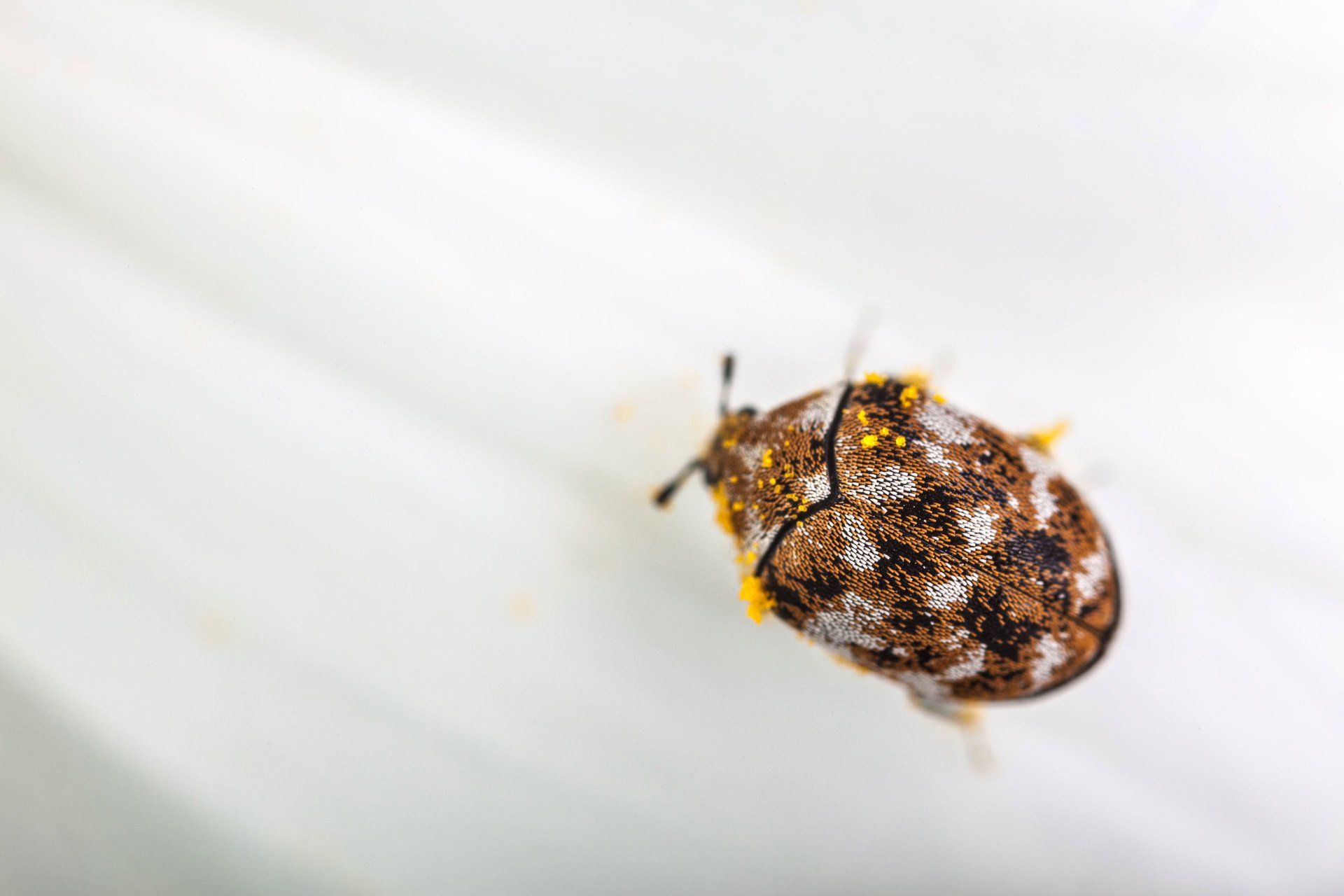 Carpet Fiber Beetle Isolated in White Background — Point Harbor, NC — Aero Pest Control