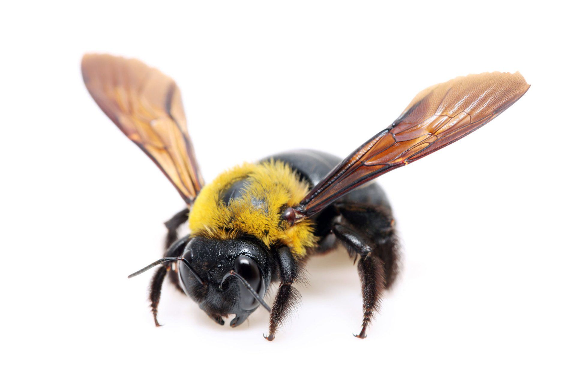 Carpenter Bee Isolated in White Background — Point Harbor, NC — Aero Pest Control