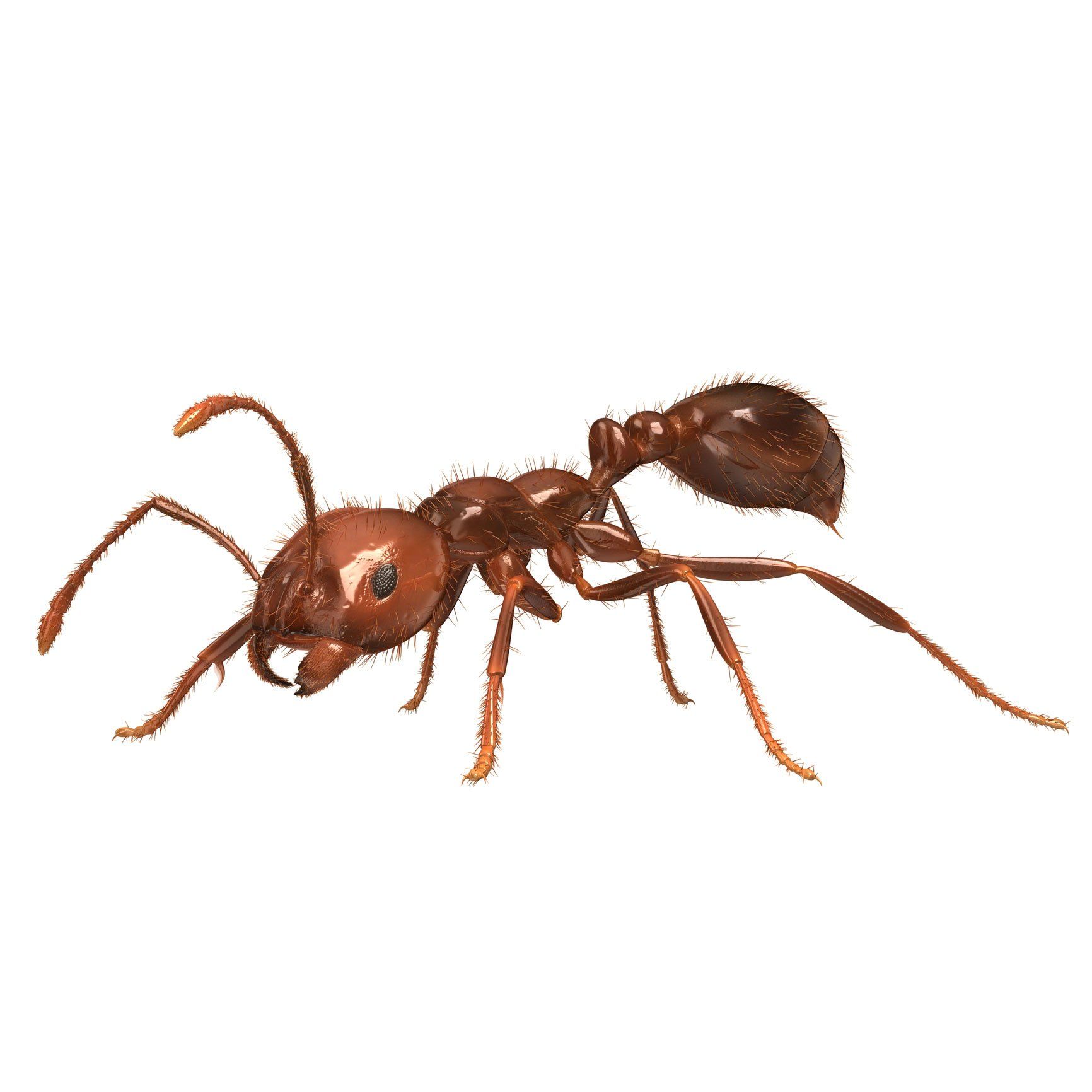 Fire Ant Isolated in White Background — Point Harbor, NC — Aero Pest Control