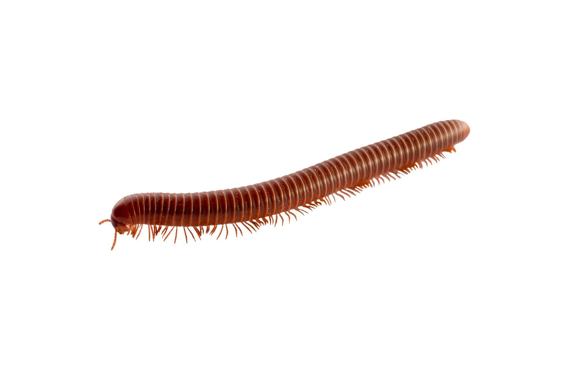 Millipede Isolated in White Background — Point Harbor, NC — Aero Pest Control